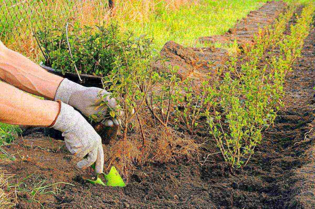 วิธีการปลูก Barberry ที่บ้าน