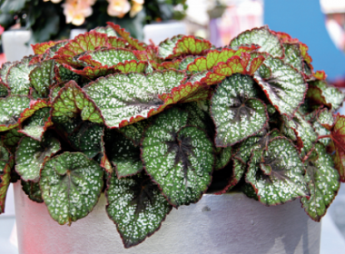 how to grow variegated begonias at home