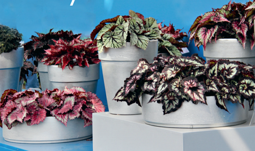 how to grow variegated begonias at home