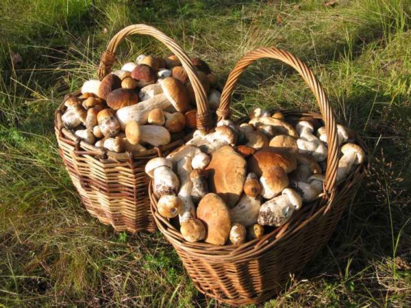 how to grow porcini mushrooms at home