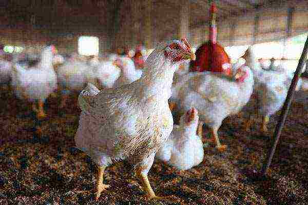 how to raise broilers at home how to keep