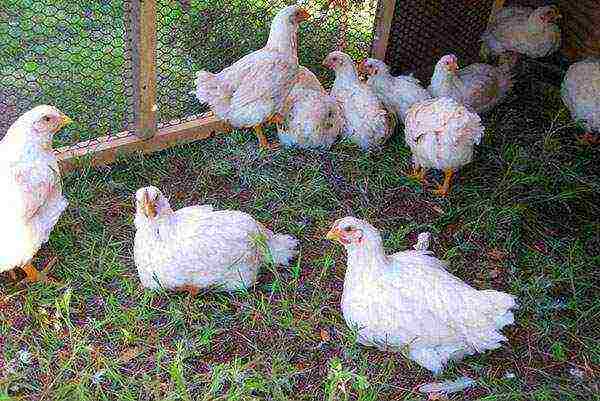 kung paano palaguin ang mga broiler sa bahay kung paano panatilihin