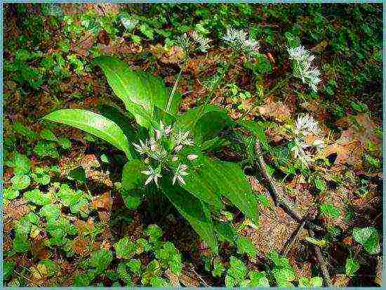 how to grow wild garlic at home