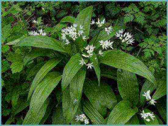 how to grow wild garlic at home