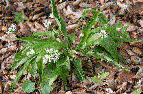 how to grow wild garlic at home