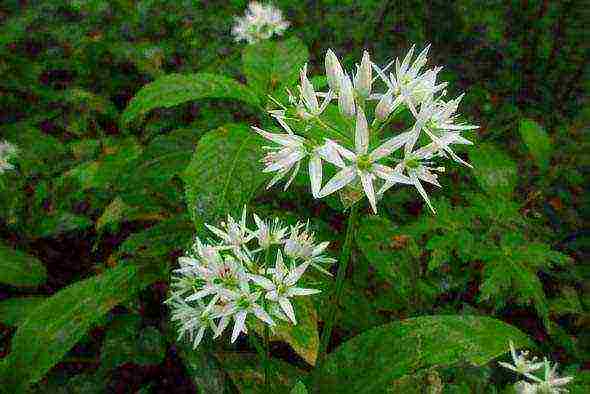 how to grow wild garlic at home