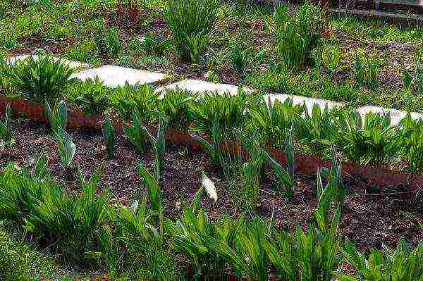 how to grow wild garlic at home