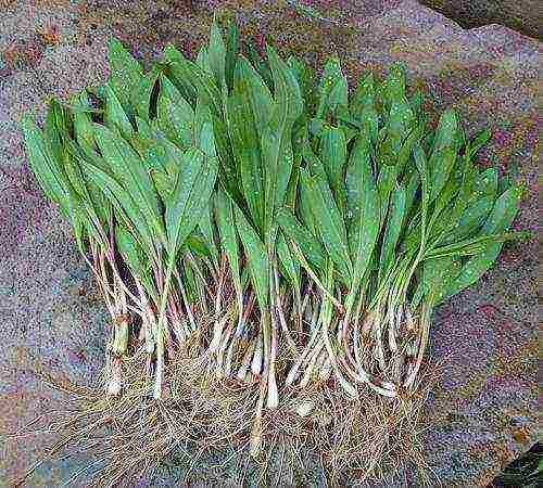 kung paano palaguin ang ligaw na bawang sa bahay