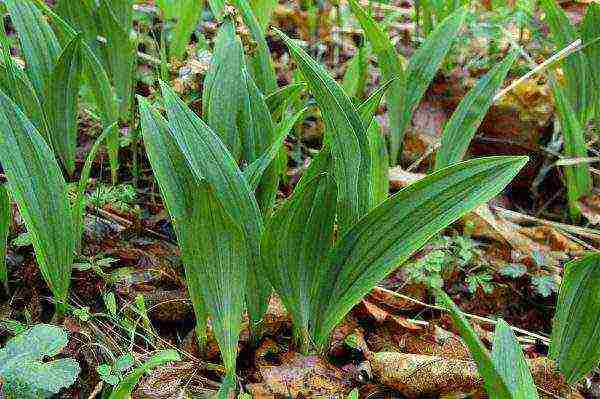 how to grow wild garlic at home