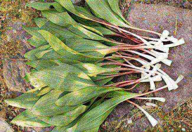 kung paano palaguin ang ligaw na bawang sa bahay