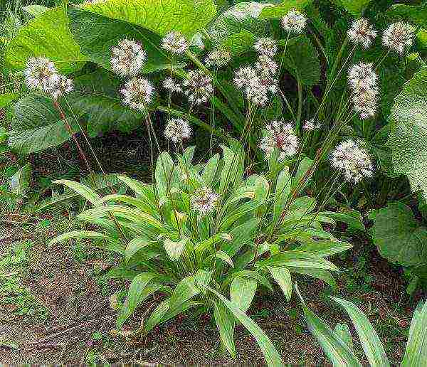 how to grow wild garlic at home