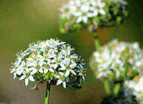 how to grow wild garlic at home