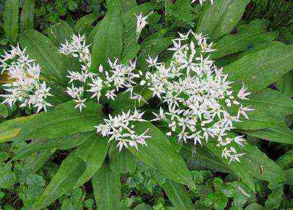 how to grow wild garlic at home