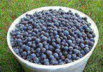 how to grow blueberries at home