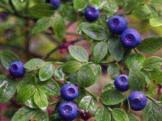 how to grow blueberries at home