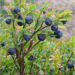 how to grow blueberries at home