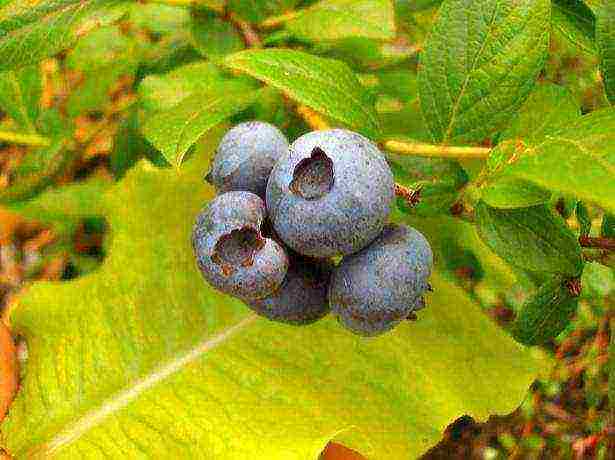 how to grow blueberries at home