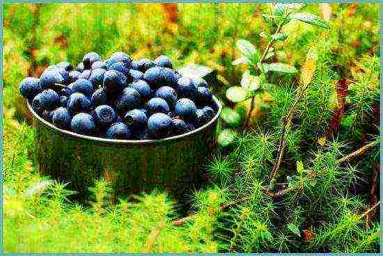 how to grow blueberries at home