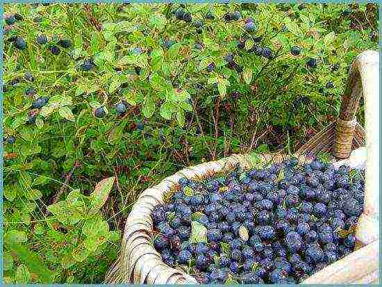 how to grow blueberries at home