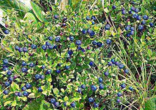 how to grow blueberries at home