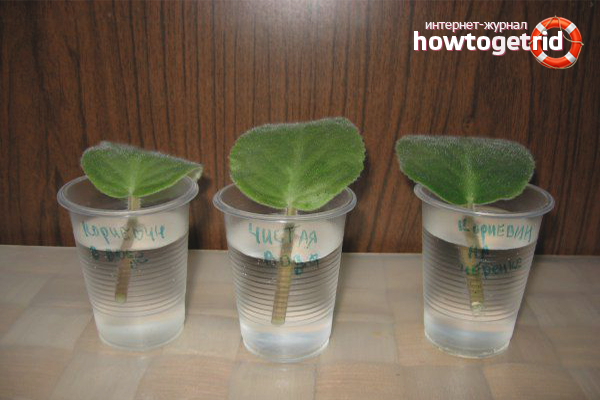 how to grow a violet at home
