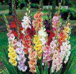 how to grow gladioli in the country and how to care for it