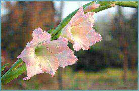 how to grow gladioli in the country and how to care for it