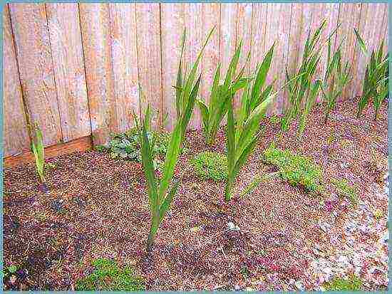 kung paano palaguin ang gladioli sa bansa at kung paano ito pangalagaan