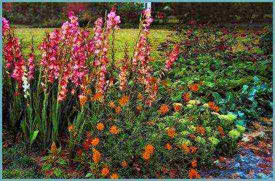 how to grow gladioli in the country and how to care for it