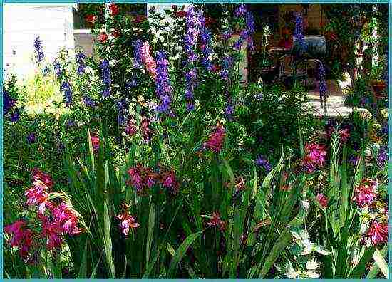 how to grow gladioli in the country and how to care for it