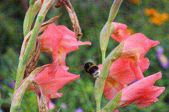 how to grow gladioli in the country and how to care for it