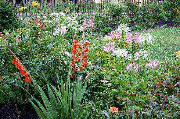 how to grow gladioli in the country and how to care for it