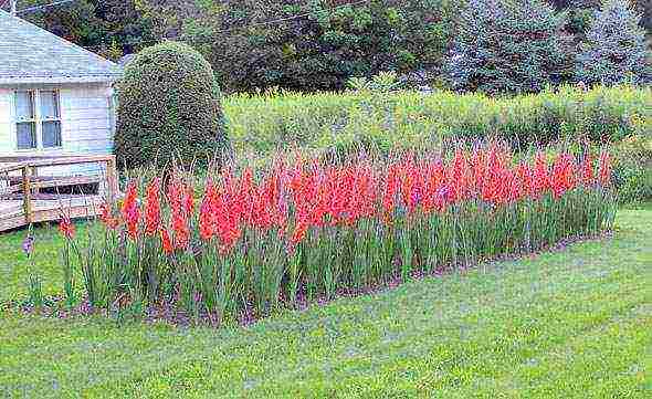 how to grow gladioli in the country and how to care for it