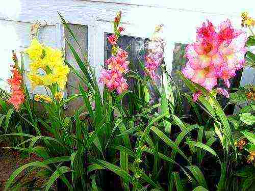 how to grow gladioli in the country and how to care for it