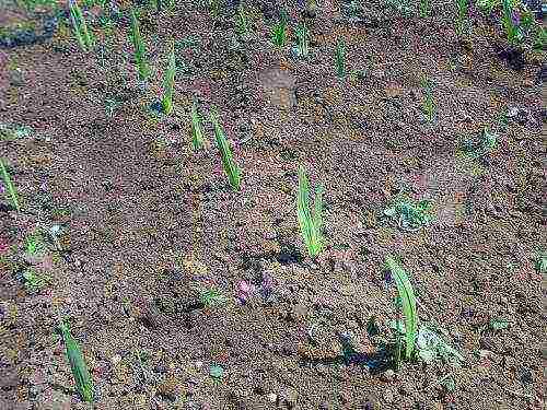 kung paano palaguin ang gladioli sa bansa at kung paano ito pangalagaan