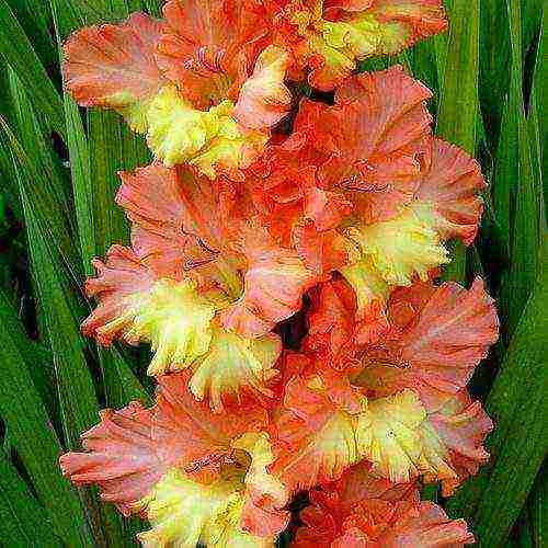 how to grow gladioli in the country and how to care for it