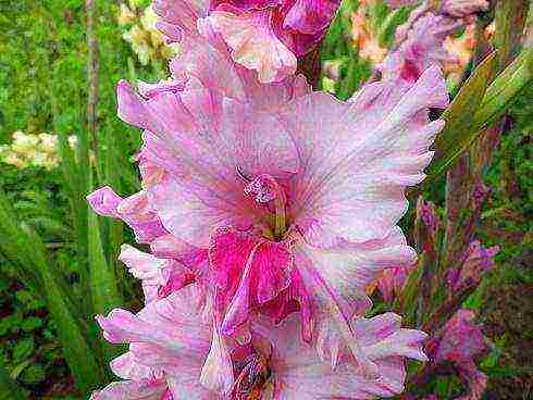 how to grow gladioli in the country and how to care for it