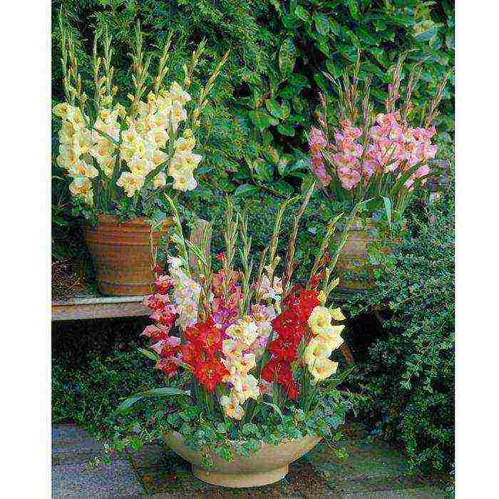 how to grow gladioli at home