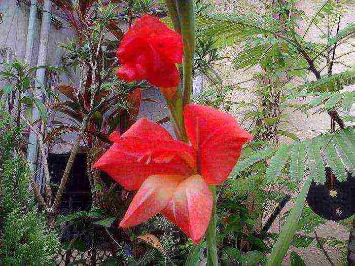 how to grow gladioli at home