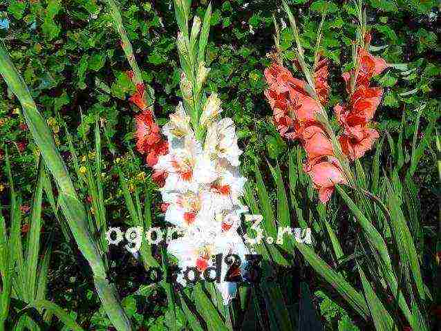 how to grow gladioli at home