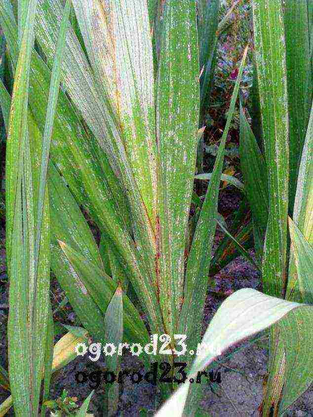 kung paano palaguin ang gladioli sa bahay