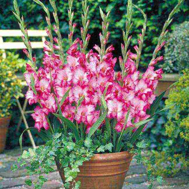 how to grow gladioli at home