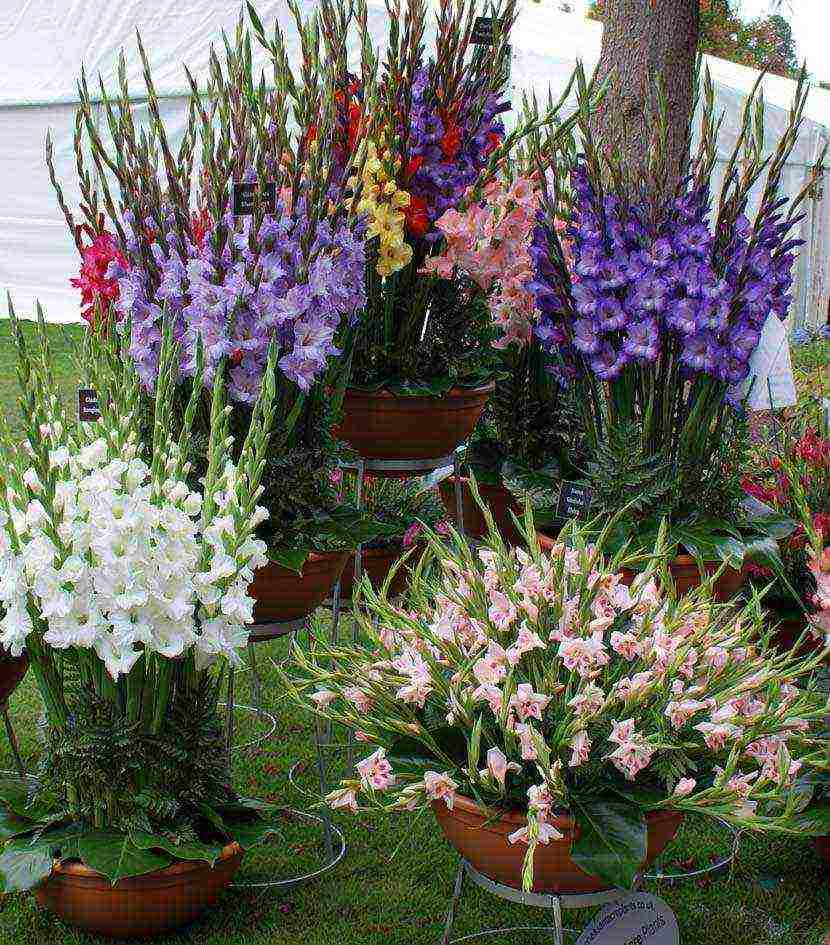 how to grow gladioli at home