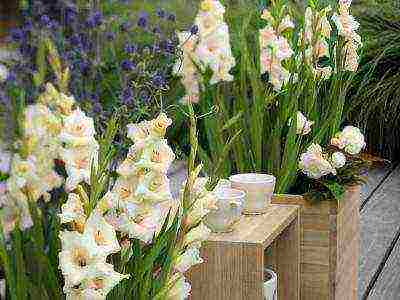 how to grow gladioli at home