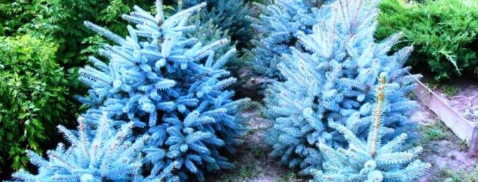 how to grow blue spruce at home