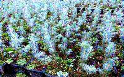 how to grow blue spruce at home