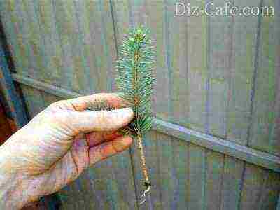 how to grow blue spruce at home