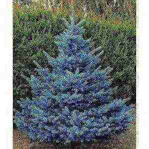 how to grow blue spruce at home