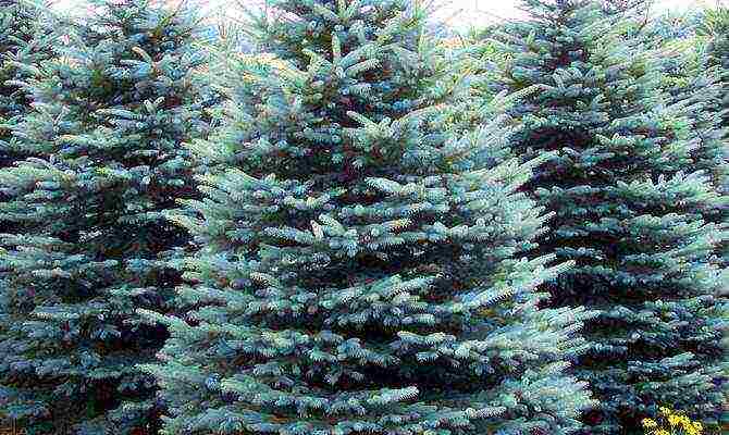 how to grow blue spruce at home