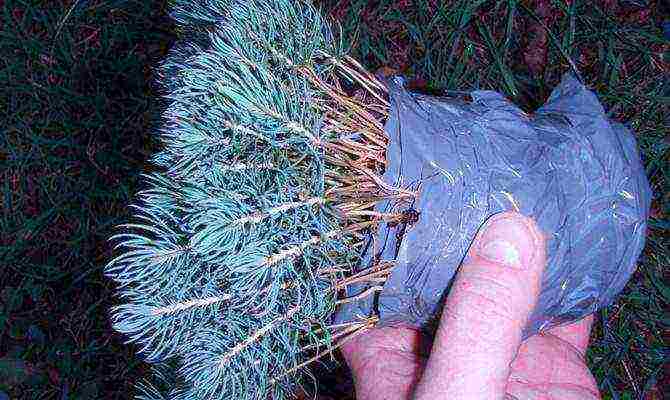 how to grow blue spruce at home